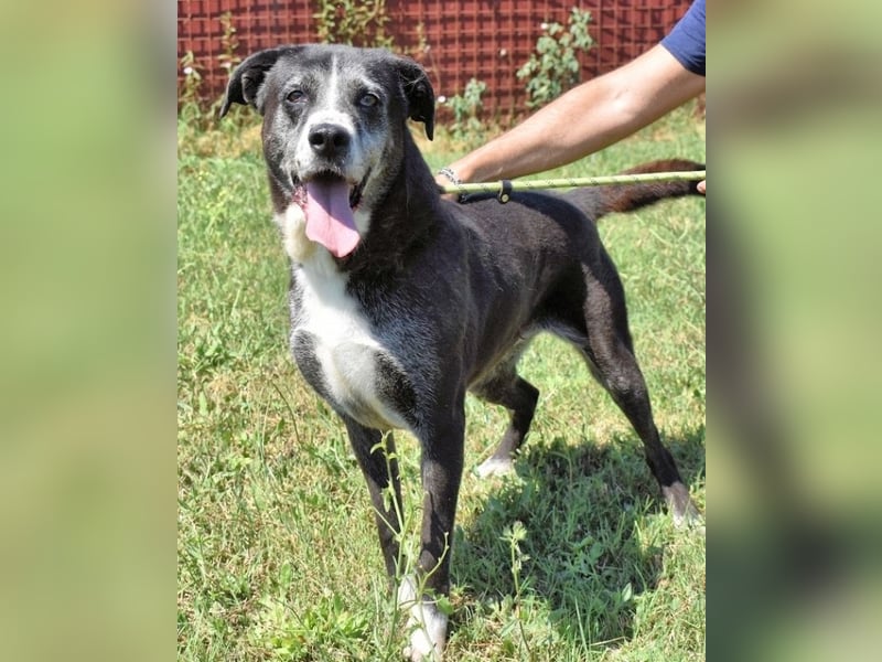 Annetta - NOTFALL - Seniorin braucht ganz dringend unsere Hilfe