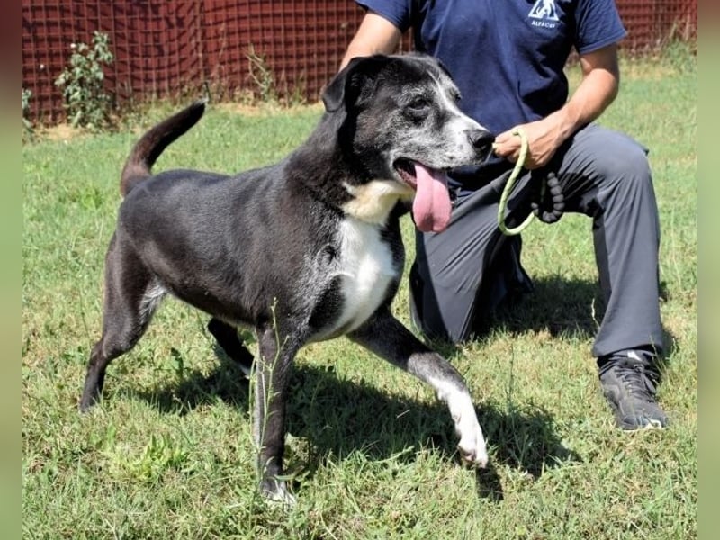 Annetta - NOTFALL - Seniorin braucht ganz dringend unsere Hilfe