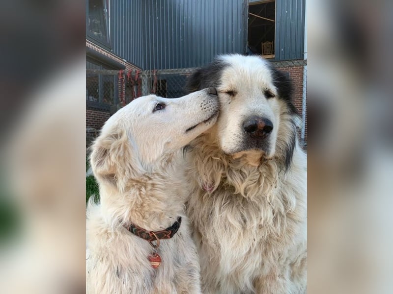 Tennison - Fellknäuel sucht dringend großes Körbchen
