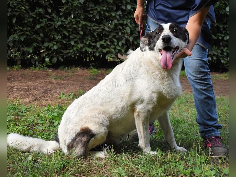 Archie - Die Hoffnung stirbt zuletzt