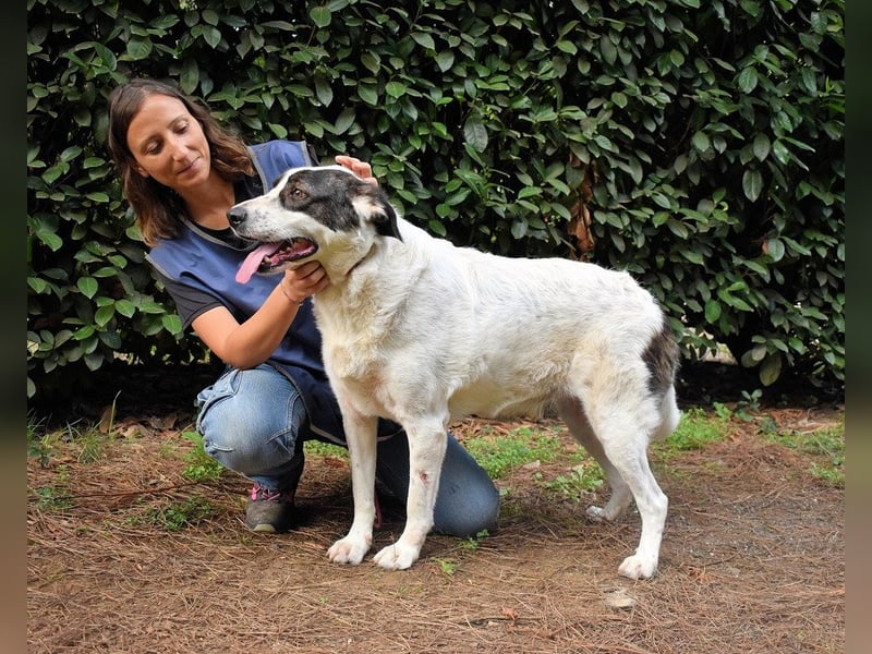 Archie - Die Hoffnung stirbt zuletzt