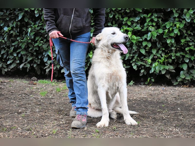 Ozlo - Riesenbaby sucht Freund fürs restliche Leben