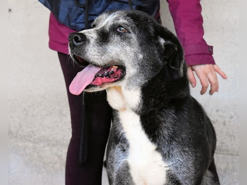 Annetta - NOTFALL - Seniorin braucht ganz dringend unsere Hilfe