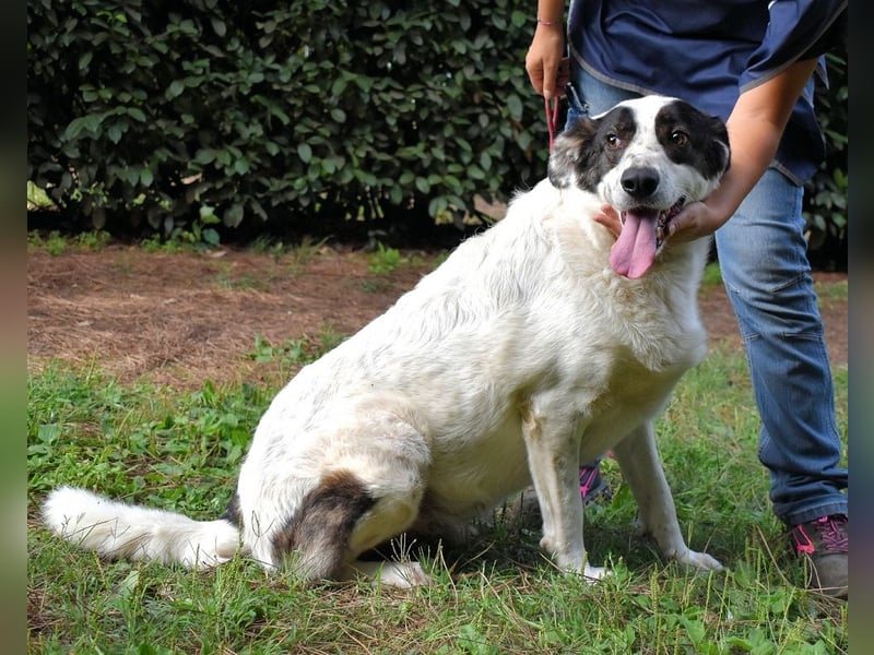 Archie - Die Hoffnung stirbt zuletzt