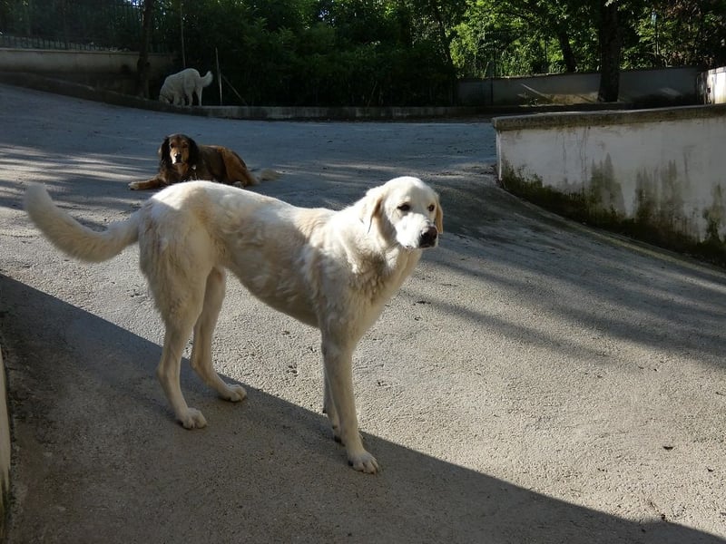 Clara - Wenn du es uns doch erzählen könntest