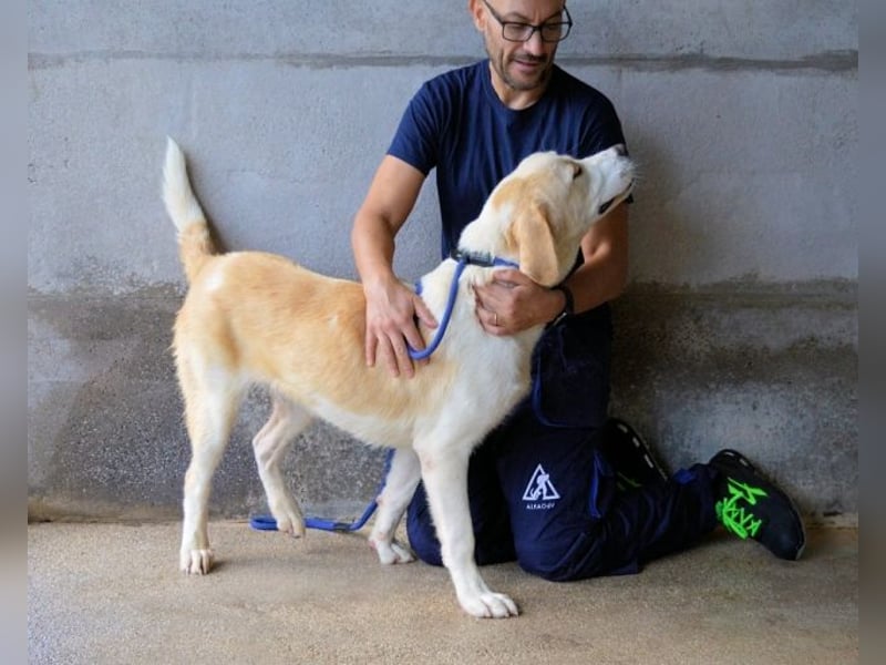 Roddie - Sein treuer Blick spricht Bände