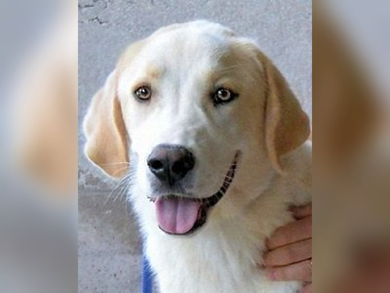 Roddie - Sein treuer Blick spricht Bände