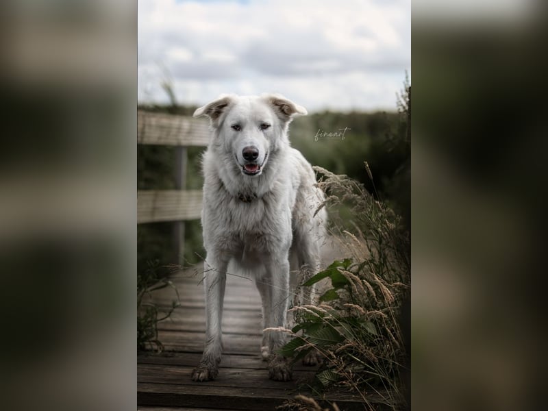 Tennison - Fellknäuel sucht dringend großes Körbchen