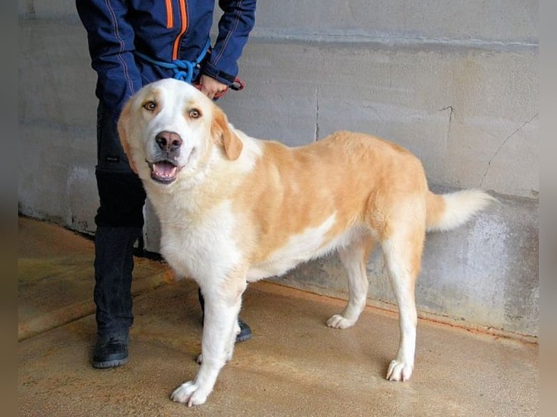 Roddie - Sein treuer Blick spricht Bände