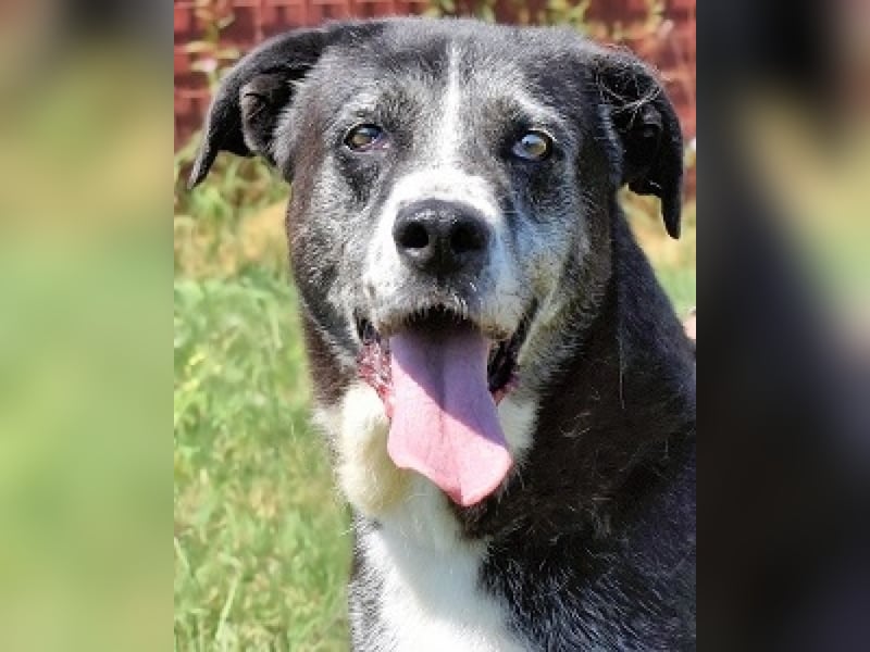 Annetta - NOTFALL - Seniorin braucht ganz dringend unsere Hilfe