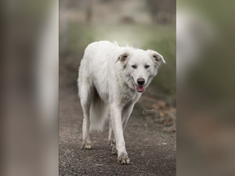 Tennison - Fellknäuel sucht dringend großes Körbchen