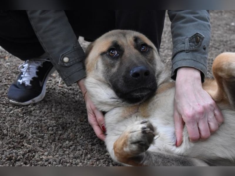 Anthaniel - Rohdiamant verschenkt sein Herz