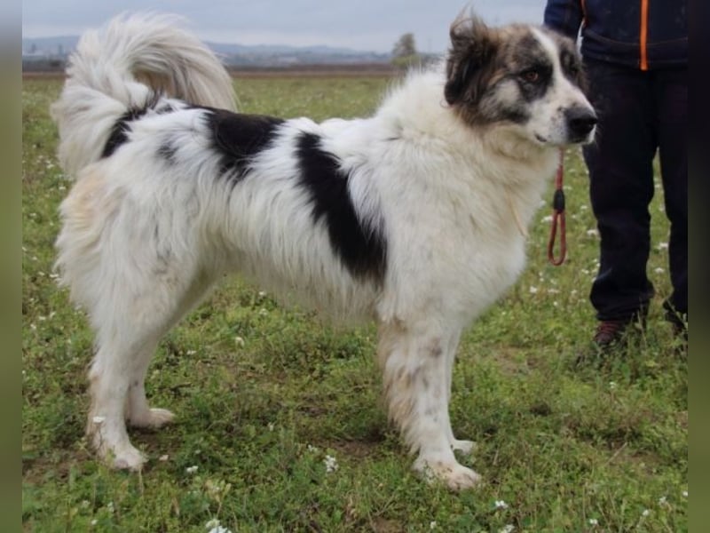 Poncio - wird zum Musterschüler