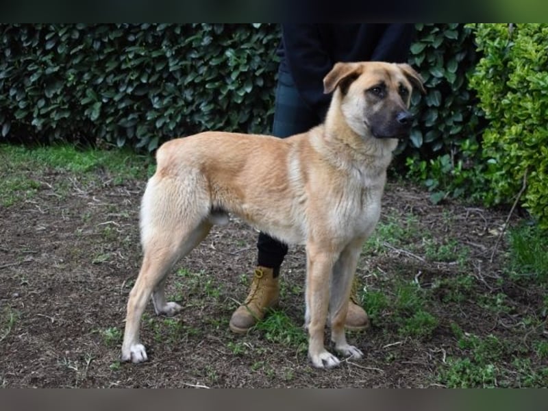 Anthaniel - Rohdiamant verschenkt sein Herz