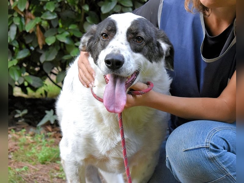 Archie - Die Hoffnung stirbt zuletzt