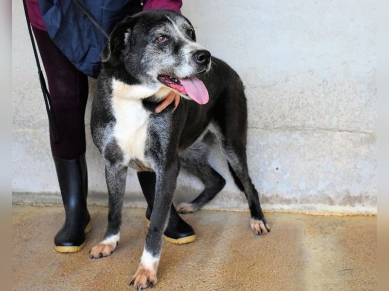 Annetta - NOTFALL - Seniorin braucht ganz dringend unsere Hilfe