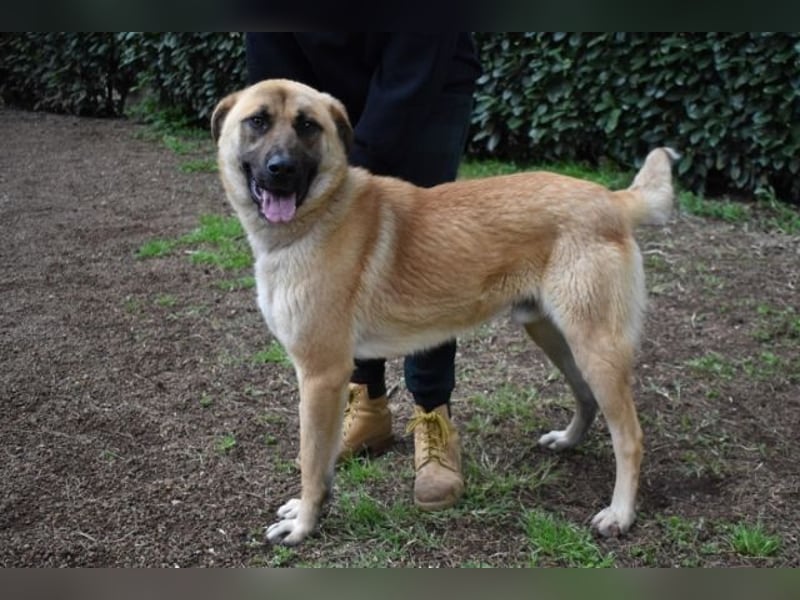 Anthaniel - Rohdiamant verschenkt sein Herz