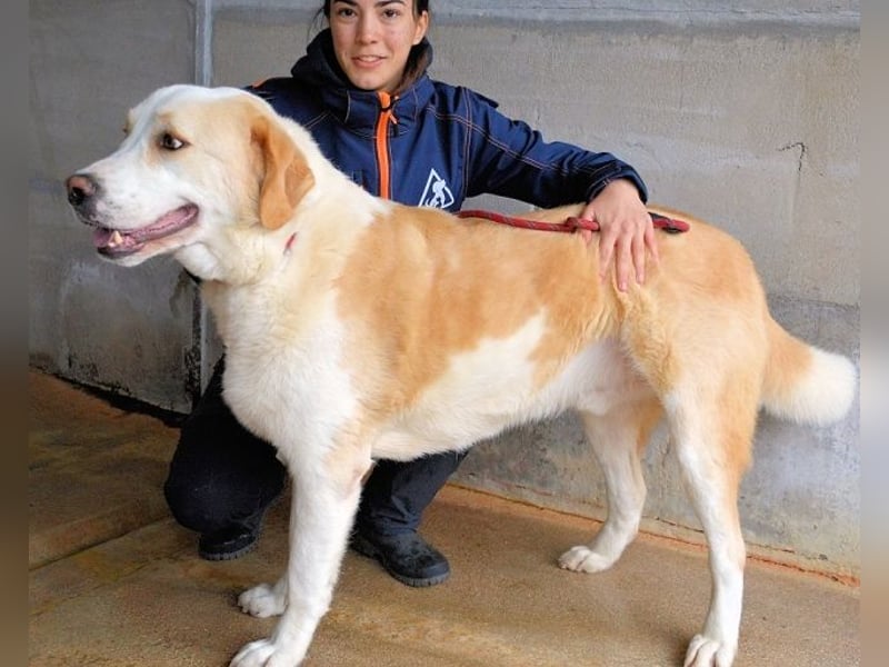 Roddie - Sein treuer Blick spricht Bände