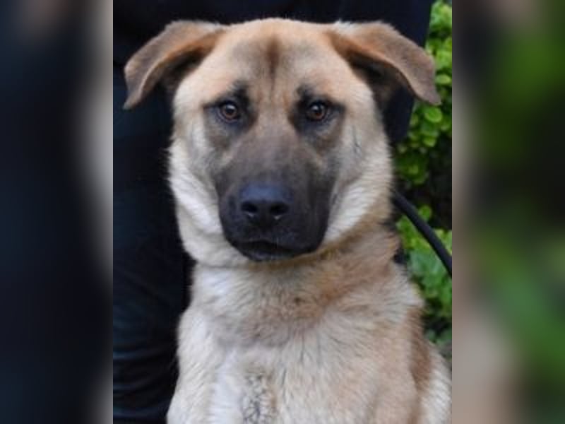 Anthaniel - Rohdiamant verschenkt sein Herz