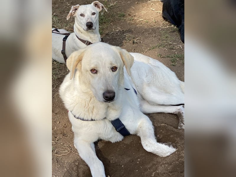 Clara - Wenn du es uns doch erzählen könntest