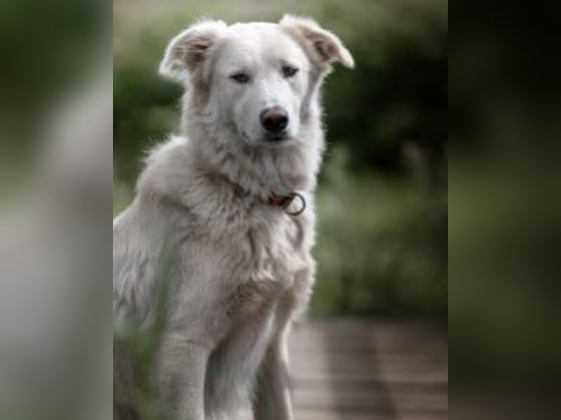 Tennison - Fellknäuel sucht dringend großes Körbchen