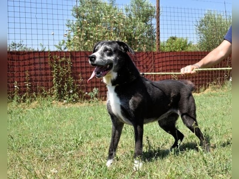 Annetta - NOTFALL - Seniorin braucht ganz dringend unsere Hilfe