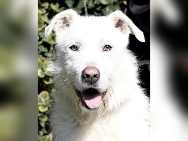 Ozlo - Riesenbaby sucht Freund fürs restliche Leben