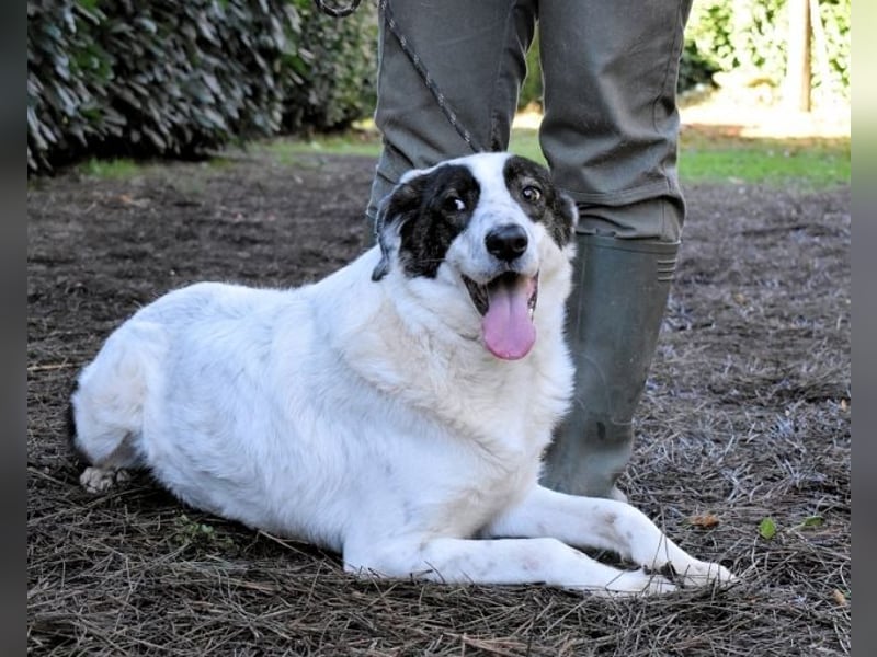 Archie - Die Hoffnung stirbt zuletzt