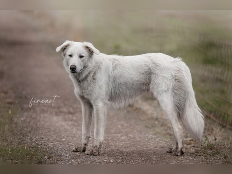 Tennison - Fellknäuel sucht dringend großes Körbchen