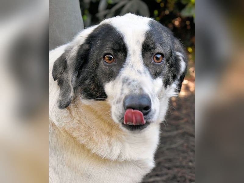 Archie - Die Hoffnung stirbt zuletzt