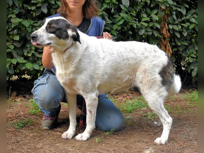 Archie - Die Hoffnung stirbt zuletzt