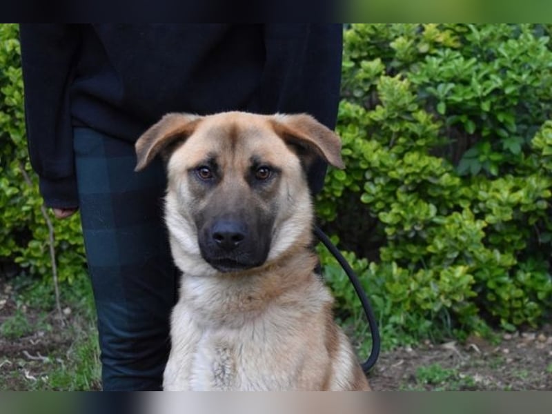 Anthaniel - Rohdiamant verschenkt sein Herz