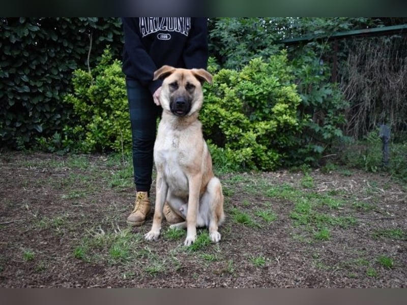 Anthaniel - Rohdiamant verschenkt sein Herz