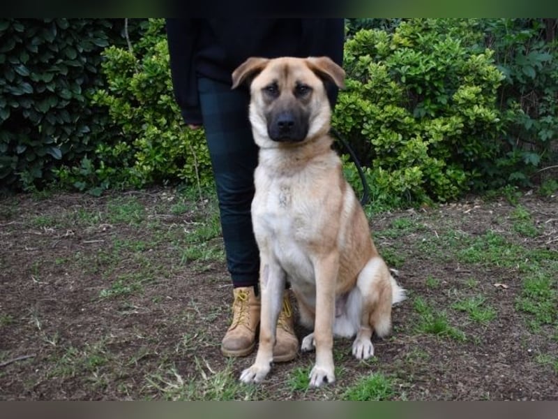 Anthaniel - Rohdiamant verschenkt sein Herz