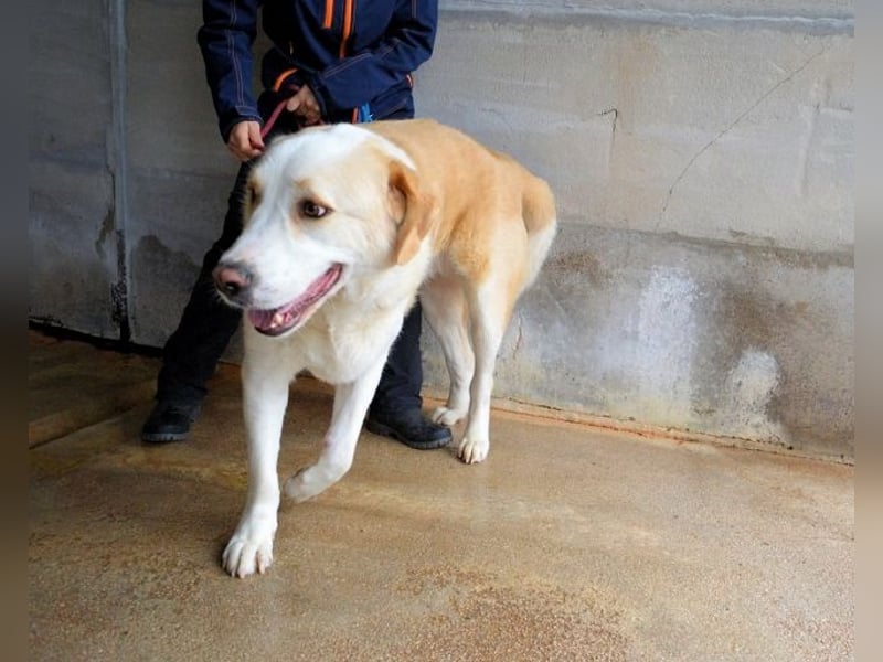 Roddie - Sein treuer Blick spricht Bände