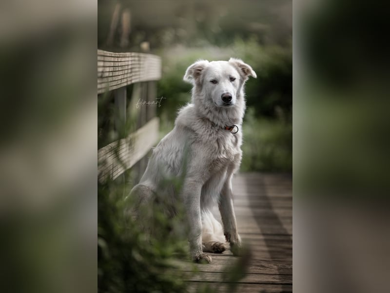 Tennison - Fellknäuel sucht dringend großes Körbchen
