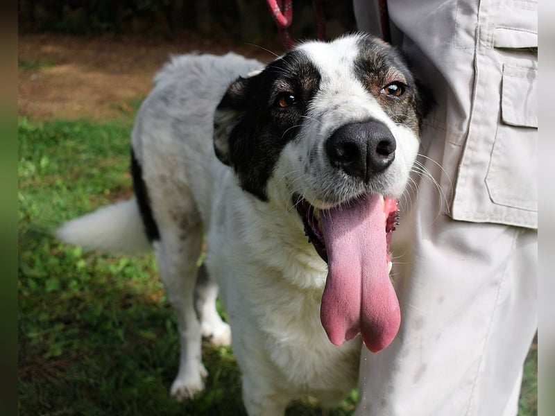 Archie - Die Hoffnung stirbt zuletzt
