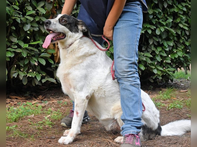 Archie - Die Hoffnung stirbt zuletzt