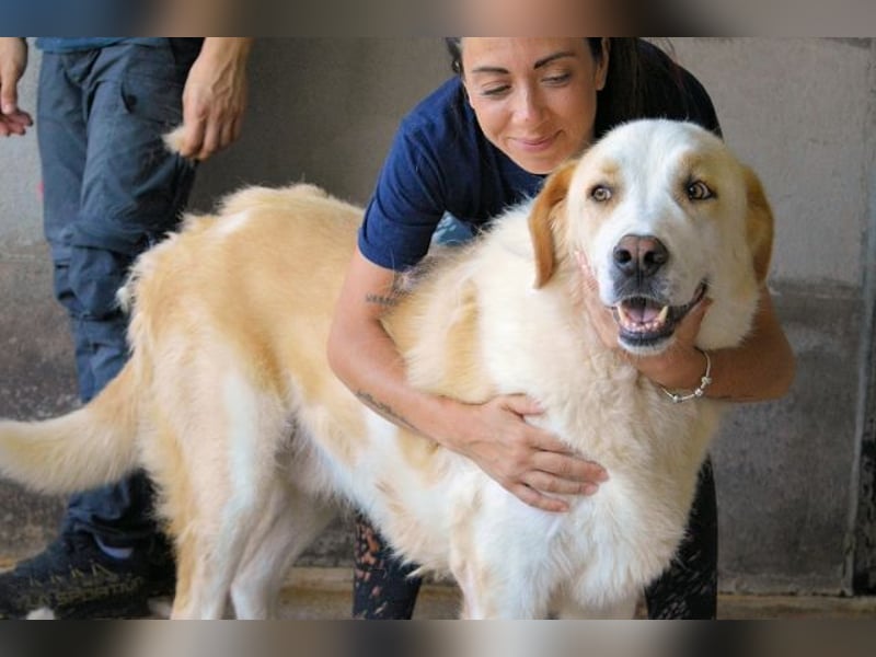 Roddie - Sein treuer Blick spricht Bände