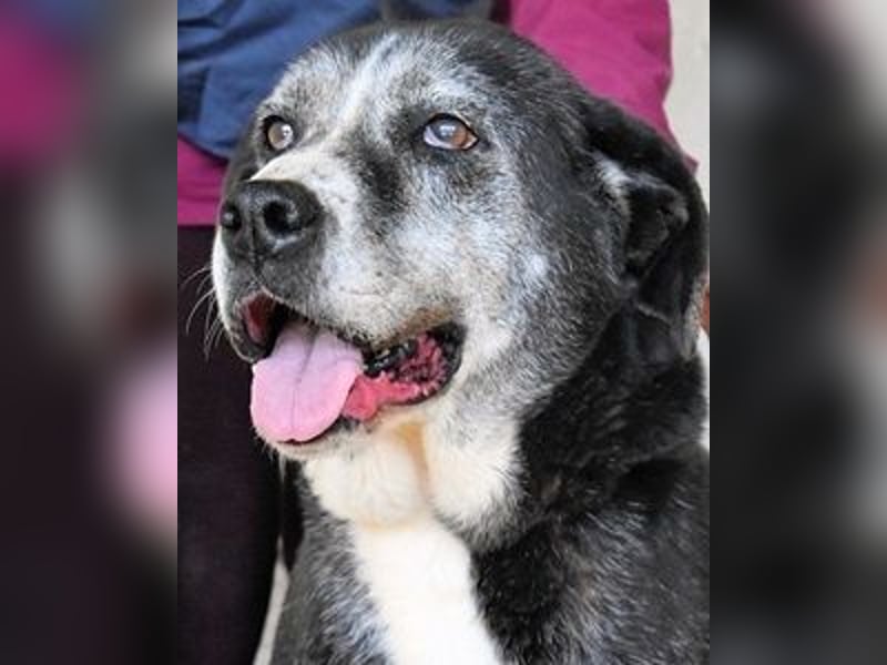 Annetta - NOTFALL - Seniorin braucht ganz dringend unsere Hilfe