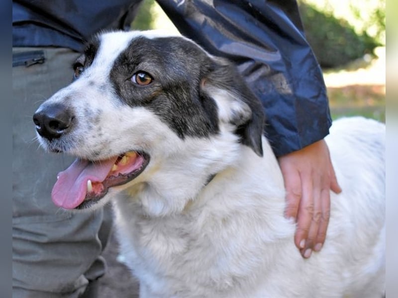 Archie - Die Hoffnung stirbt zuletzt