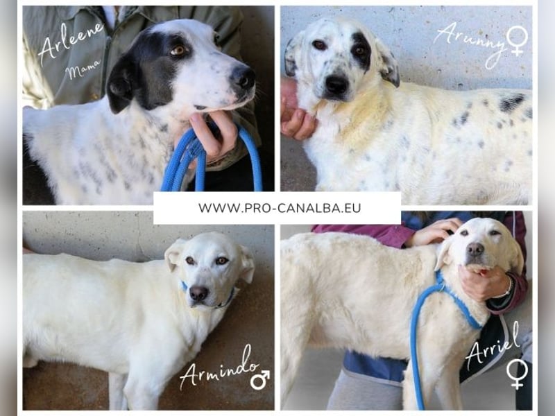 Armindo - aller guten Dinge sind drei