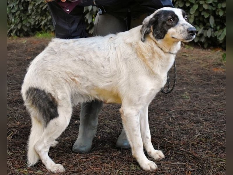 Archie - Die Hoffnung stirbt zuletzt