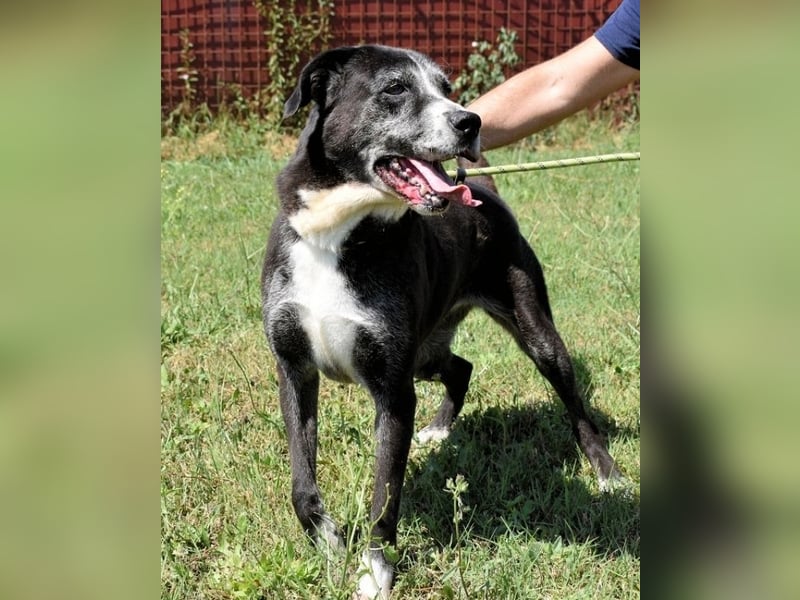 Annetta - NOTFALL - Seniorin braucht ganz dringend unsere Hilfe