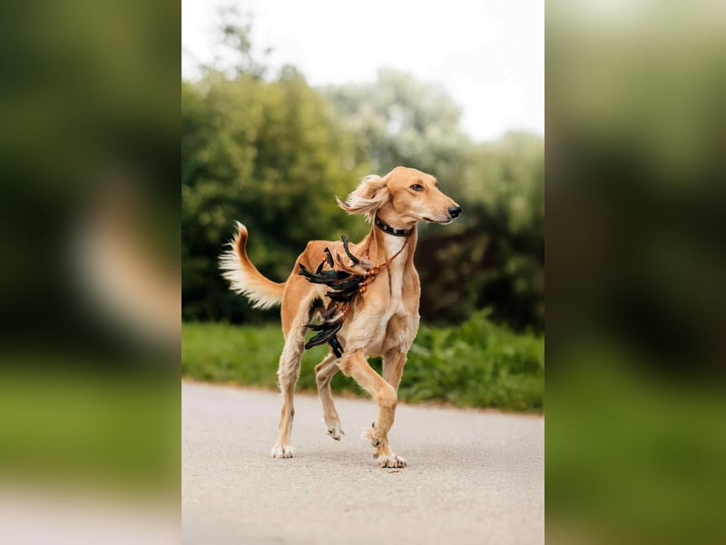 Liebevoller Taymuraz sucht seine Familie