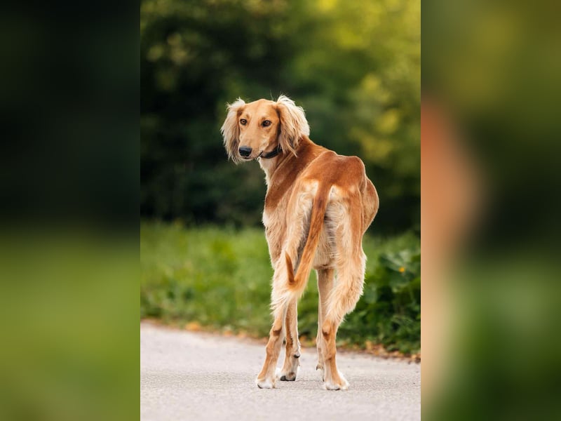 Liebevoller Taymuraz sucht seine Familie