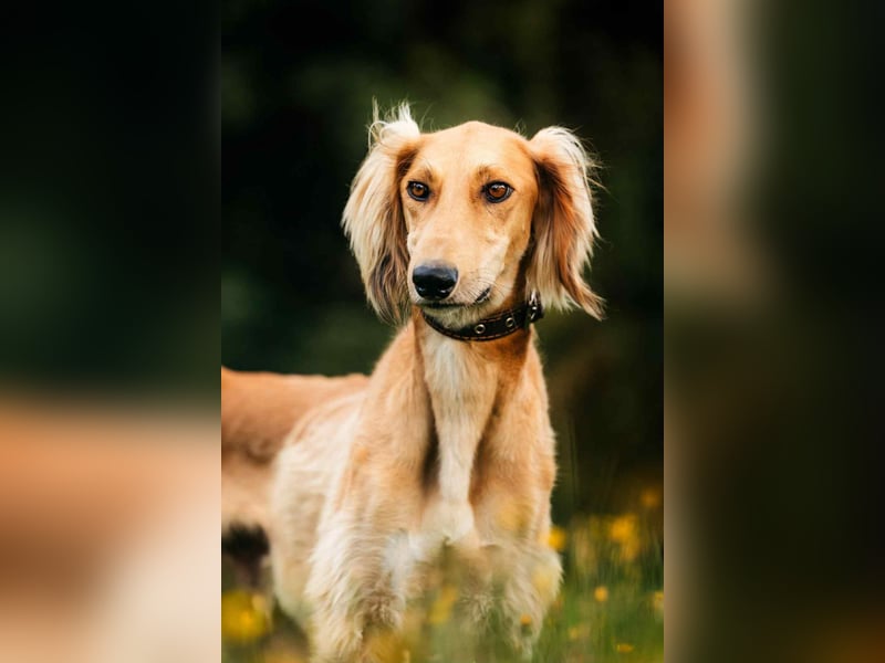Liebevoller Taymuraz sucht seine Familie