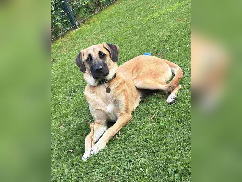 ⭐️MOOSE⭐️, Hündin, 1 Jahr, 67 cm, Mischling, Tierschutz