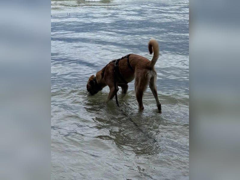 ⭐️MOOSE⭐️, Hündin, 1 Jahr, 67 cm, Mischling, Tierschutz