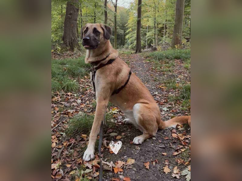 ⭐️MOOSE⭐️, Hündin, 1 Jahr, 67 cm, Mischling, Tierschutz